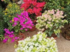 -梅陇花鸟市场-停车场