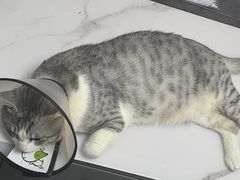-瑞派紫金宠物医院24小时·骨科·中兽医·重症转诊中心(番禺大石院)