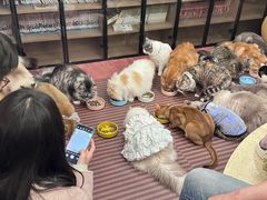 -MOCHA明星猫咖(田子坊店)