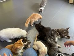 -十年猫舍·猫咪专门店(普陀店)