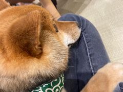 -逗柴咖啡屋·狗咖猫咖宠物桌游