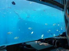 -瑞德姆美人鱼海底演艺主题餐厅(亚龙湾店)