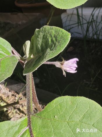 #城市向导官茄子的功效与作用是什么 茄子是一种常见的