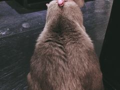 -吱咖啡西式简餐