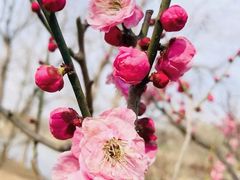 -梅花山(明孝陵内)