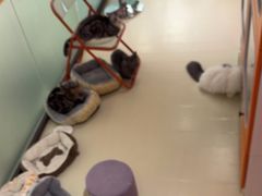 -三花喵·撸猫购宠·宠物生活馆(虹桥南丰城店)