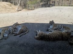 -大连森林动物园