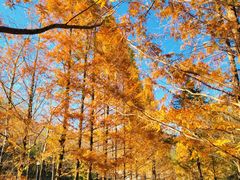 -白水寺森林公园