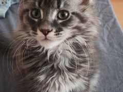 -欣宠猫屋·矮脚拿破仑·蓝金金渐层