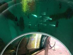 -瑞德姆美人鱼海底演艺主题餐厅(亚龙湾店)