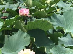 -荷塘月色湿地公园·向阳花洲