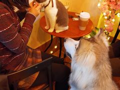-李小姐の猫咖啡馆(五角场店)