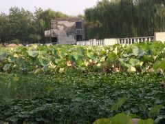 -石家庄市植物园
