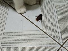 -宠颐生汉谟拉比宠物医院