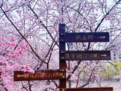 -桃花堤公园