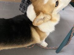 -联合动物医院(光谷诊疗中心)