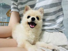 -翊宠yipet猫狗购宠庄园犬舍•猫舍