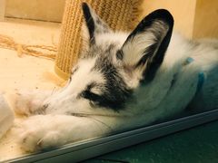 -藦茜花园宠物主题亲子互动体验馆(国顺东路店)