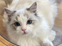 -有喵·猫咖·狗咖·30几只猫10只小狗(岗厦店)