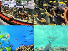 -太平洋海底世界