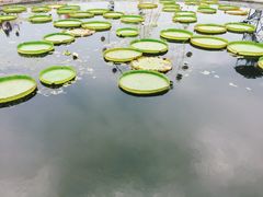 -白洋淀景区
