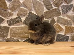 -龙猫仔乐园(惠福东路店)