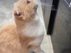 -瞄一喵猫咖(格力海岸店)