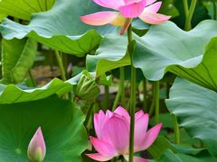 -野鸭湖国家湿地公园