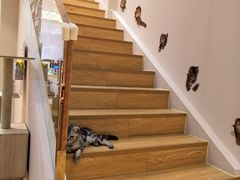-Pets First伊珊娜洗护·精致美容·家庭式寄养(新会路店)