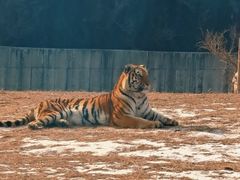 -沈阳森林动物园