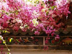 -深圳国际园林花卉博览园