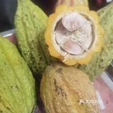 可可本尊