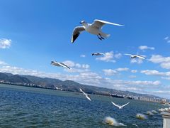 -海埂大坝