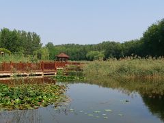 -塘沽森林公园