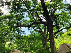 -大岭沟猕猴桃谷风景区