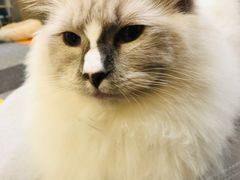 -米宠家·撸猫猫咖小萌宠·猫咪洗澡·猫咪寄养(高新大都荟店)