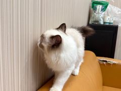 -瑞派宠物医院(搏威敦和院)