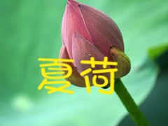 -大宁公园