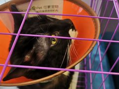 -可蒙动物医院·猫科·骨科中心(首义路店)