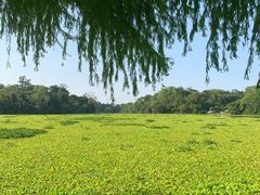 -南宁良凤江国家森林公园