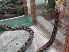 -上海大自然野生昆虫馆(东方明珠·爬宠昆虫探索中心)
