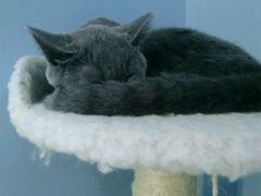 -喵的天空名猫咖啡馆·撸猫·猫舍·用品