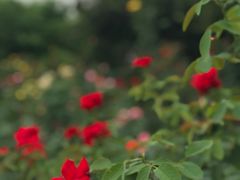 -武汉紫薇都市田园