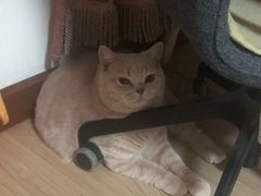 -北京赛佳动物医院