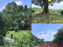 -东莞植物园