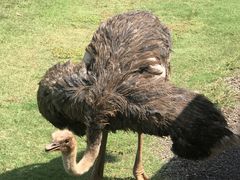 -威勒比开放式动物园