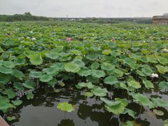 -荷塘月色湿地公园·向阳花洲
