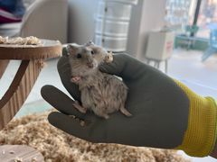 -怪兽屋·羊驼·猫咖·狗咖(俊华广场店)