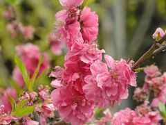 -渭南桃花源民俗文化园