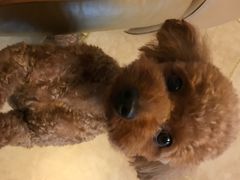 -小龙大肉面馆